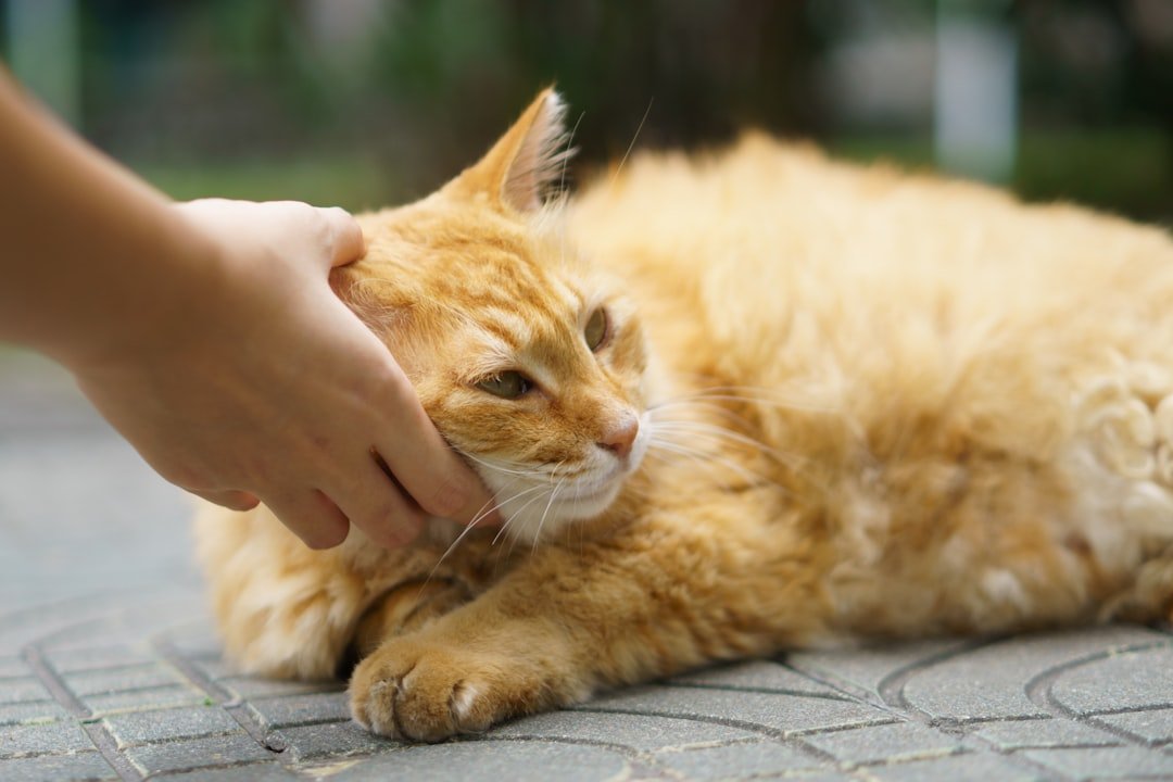 Your Cat Rubs Against You and Marks You with Their Scent (image credits: unsplash)