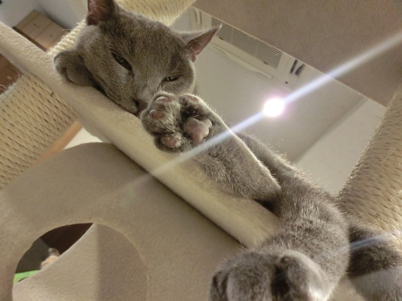 They Allow You to Touch Their Paws and Handle Them (image credits: wikimedia)