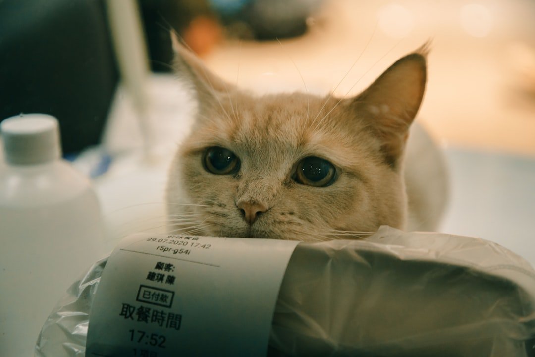 Your Cat Brings You