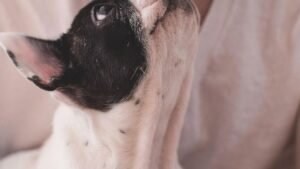 Why Does Your Dog Lean on You