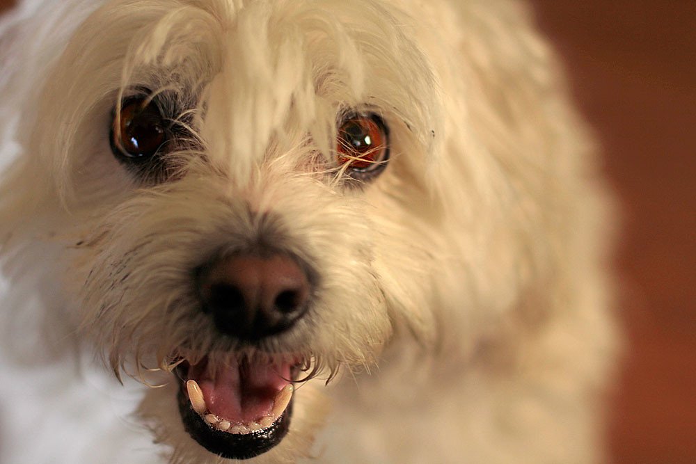 Dogs Have Cleaner Mouths Than Humans (image credits: flickr)