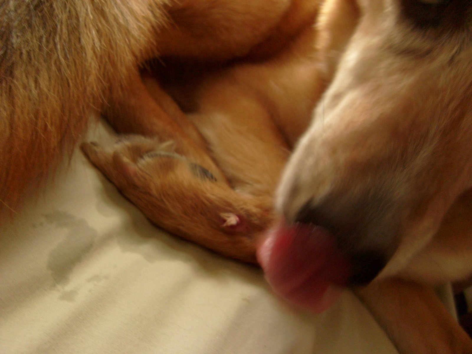 Letting Dogs Lick Their Wounds Helps Healing (image credits: wikimedia)
