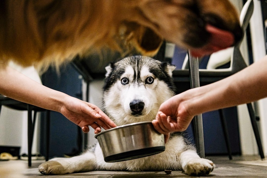 All Human Food is Dangerous for Dogs (image credits: unsplash)