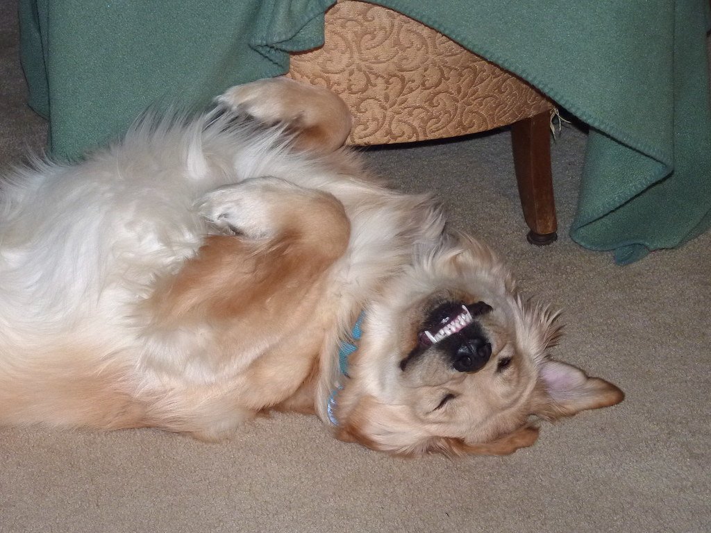 They Sleep in Positions That Defy Physics (image credits: flickr)