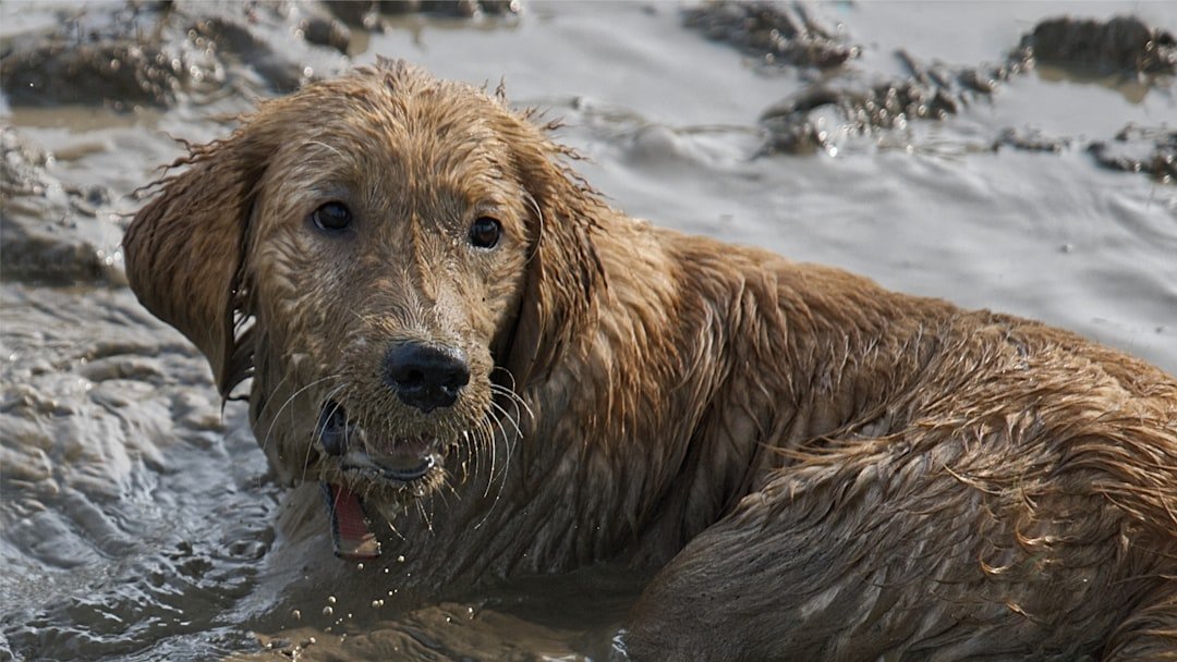 They Turn Every Bath into an Instant Mud Festival (image credits: unsplash)
