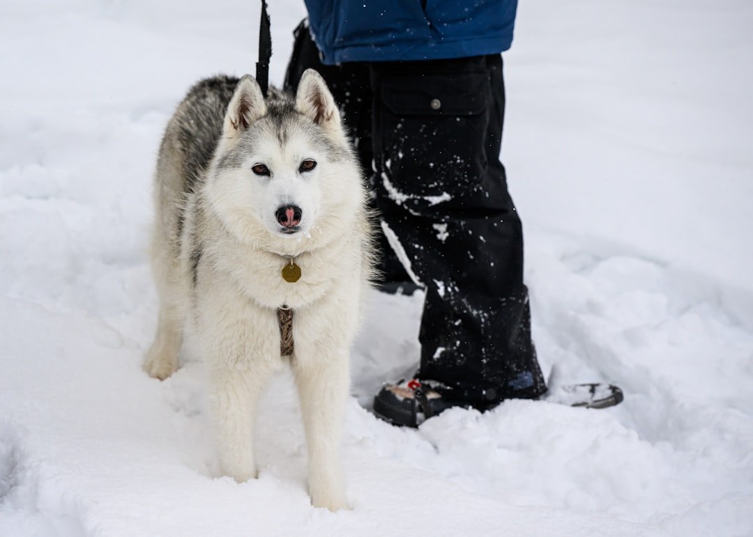 Siberian Husky - The Ultimate Snow Dog (image credits: unsplash)
