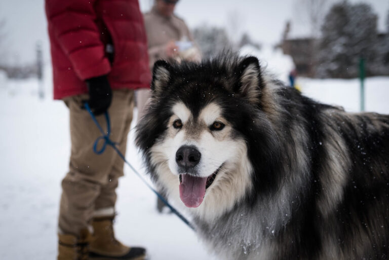 Alaskan Malamute - The Gentle Giant of Winter