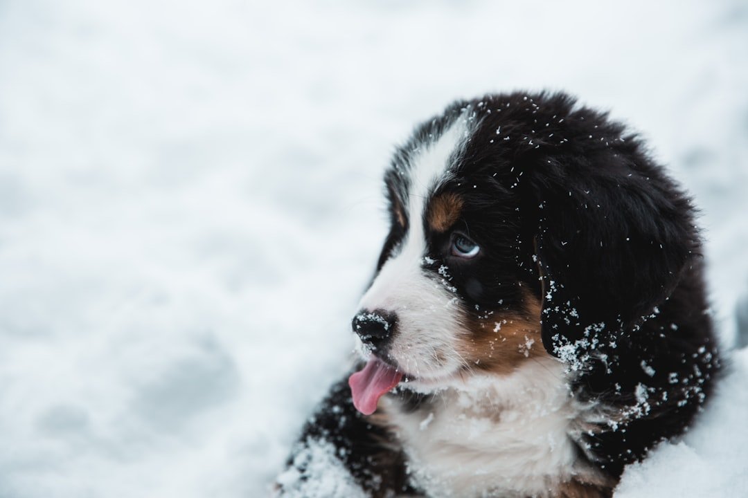 Bernese Mountain Dog - The Swiss Farm Worker (image credits: unsplash)