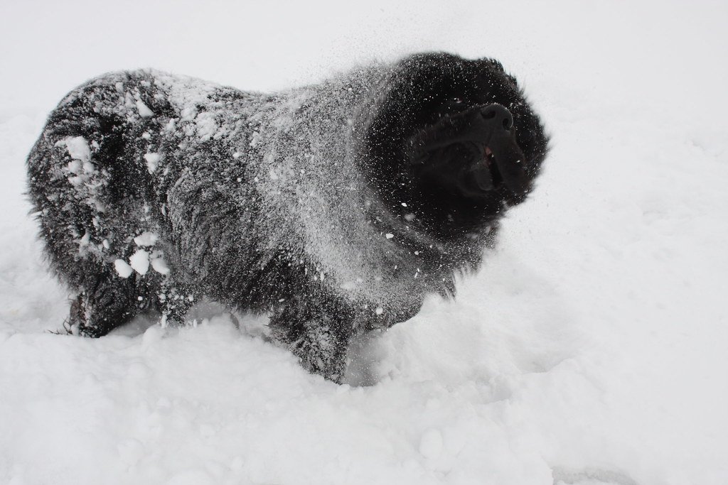Newfoundland - The Gentle Water-Loving Giant (image credits: flickr)