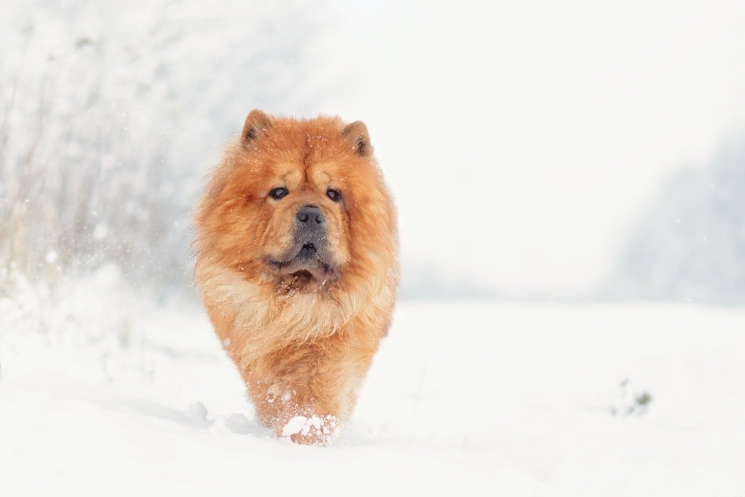 Chow Chow - The Independent Snow Lover (image credits: unsplash)