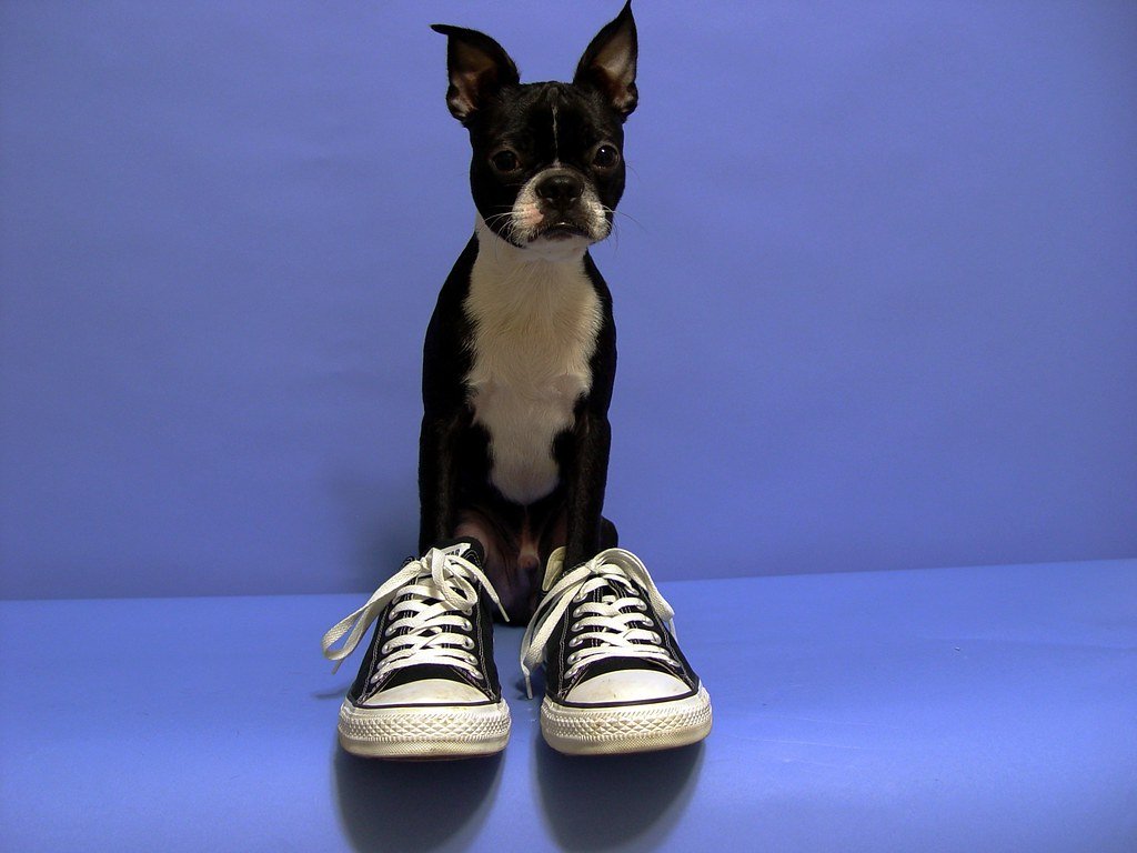 The Commitment-Challenged Owner (image credits: flickr)