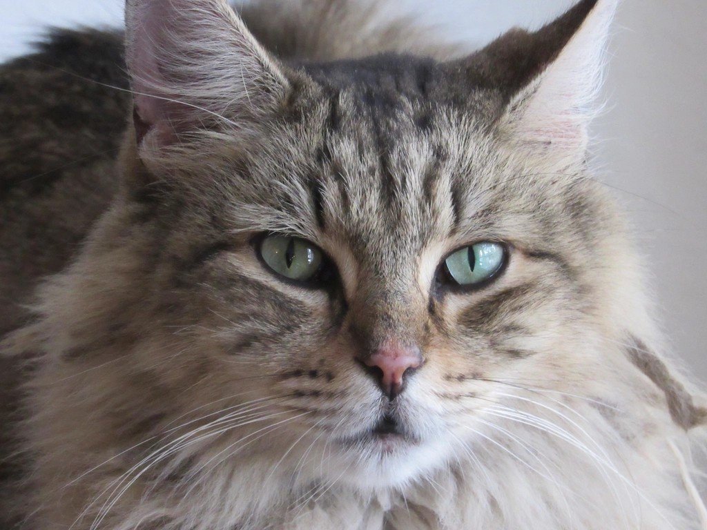 That Intense Stare Means You're Their Whole World (image credits: rawpixel)