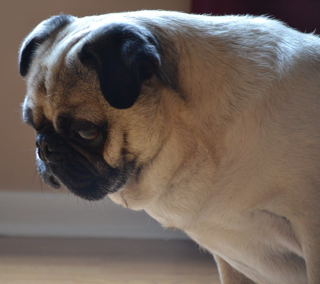 They're Not Gone, Just Different (image credits: flickr)