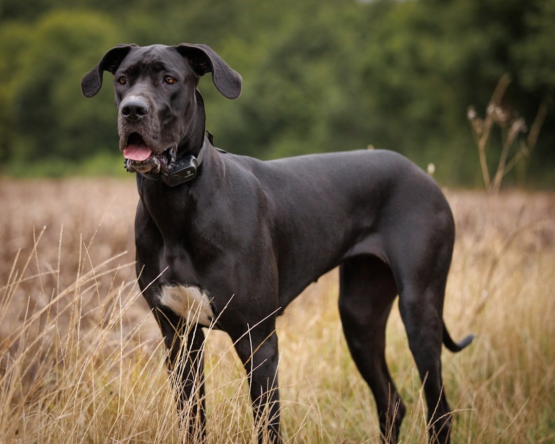 Great Dane - The Gentle Giant Deterrent (image credits: unsplash)