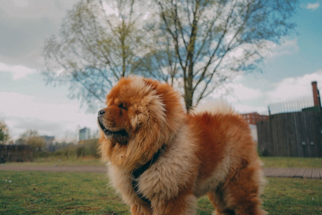 Chow Chow: The Aloof Emperor (image credits: unsplash)