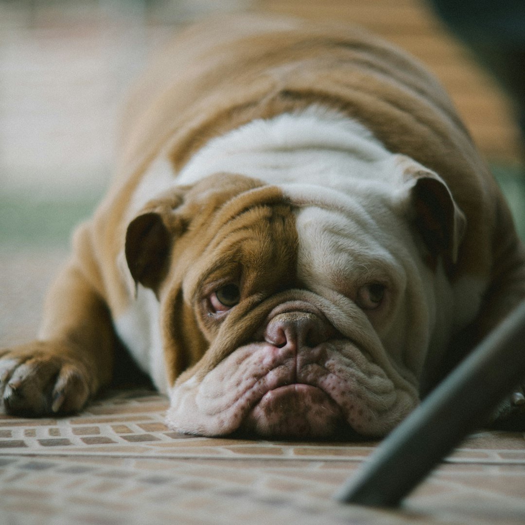 English Bulldog: The Immovable Object (image credits: unsplash)