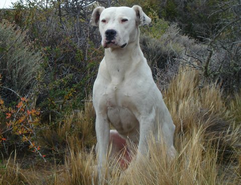 Dogo Argentino (image credits: wikimedia)