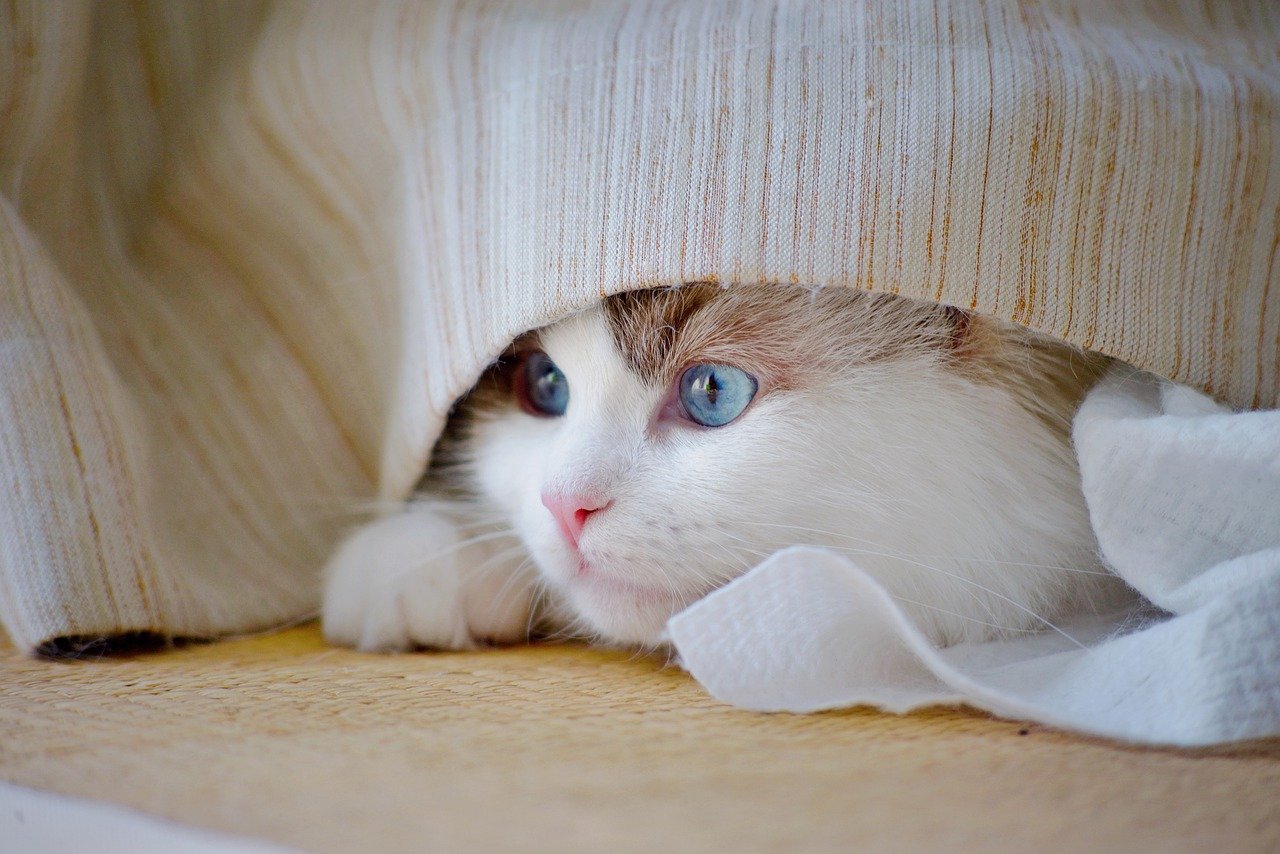 Boredom Makes Them Your Personal Detective (image credits: pixabay)