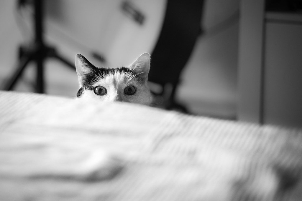 Why Your Cat Follows You Room to Room Without Making a Sound