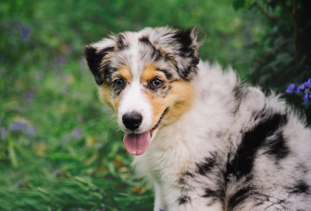 Australian Shepherd: The Intellectual Athlete