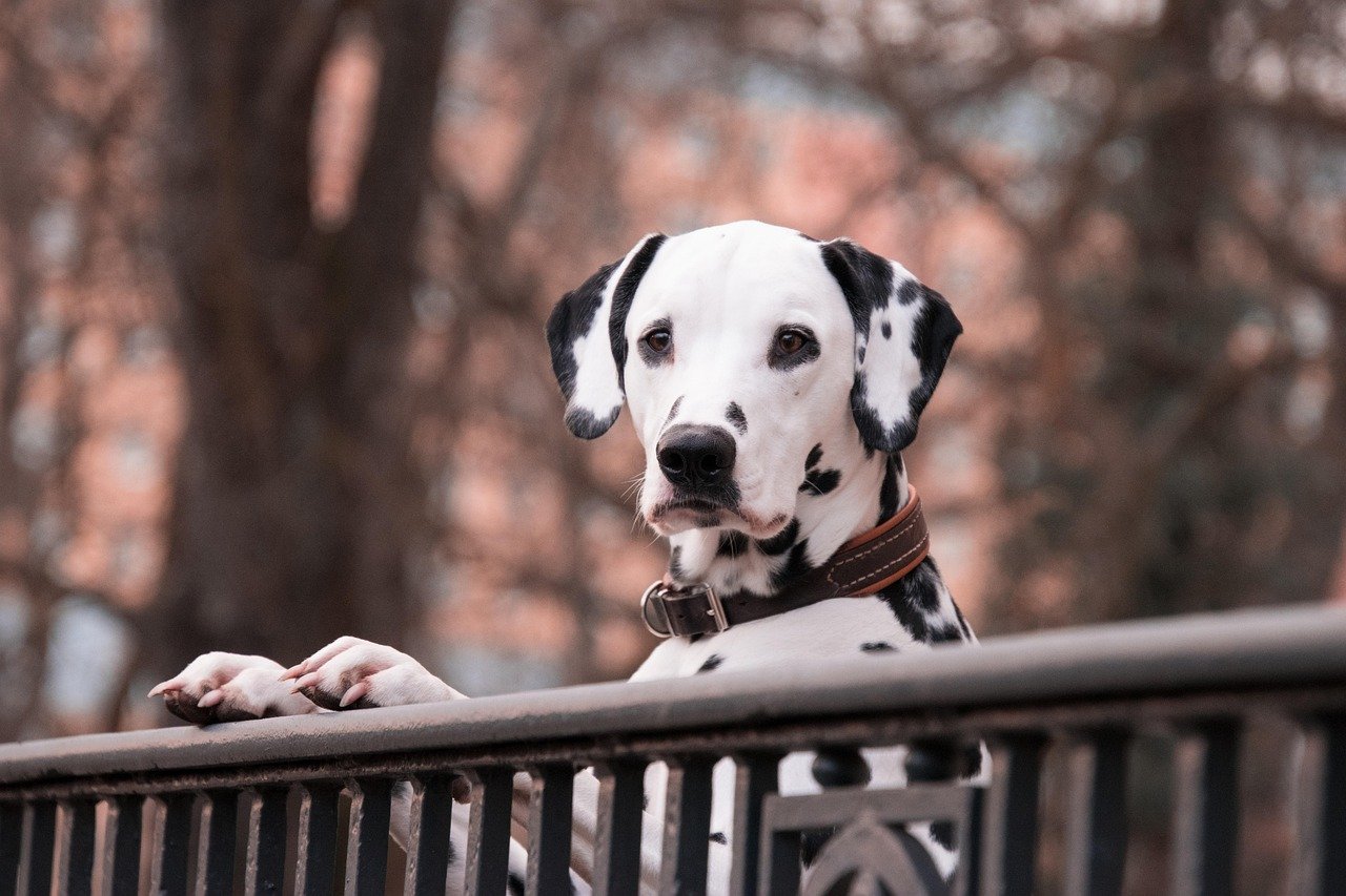 The Fiercely Devoted Scorpio Dog (image credits: pixabay)