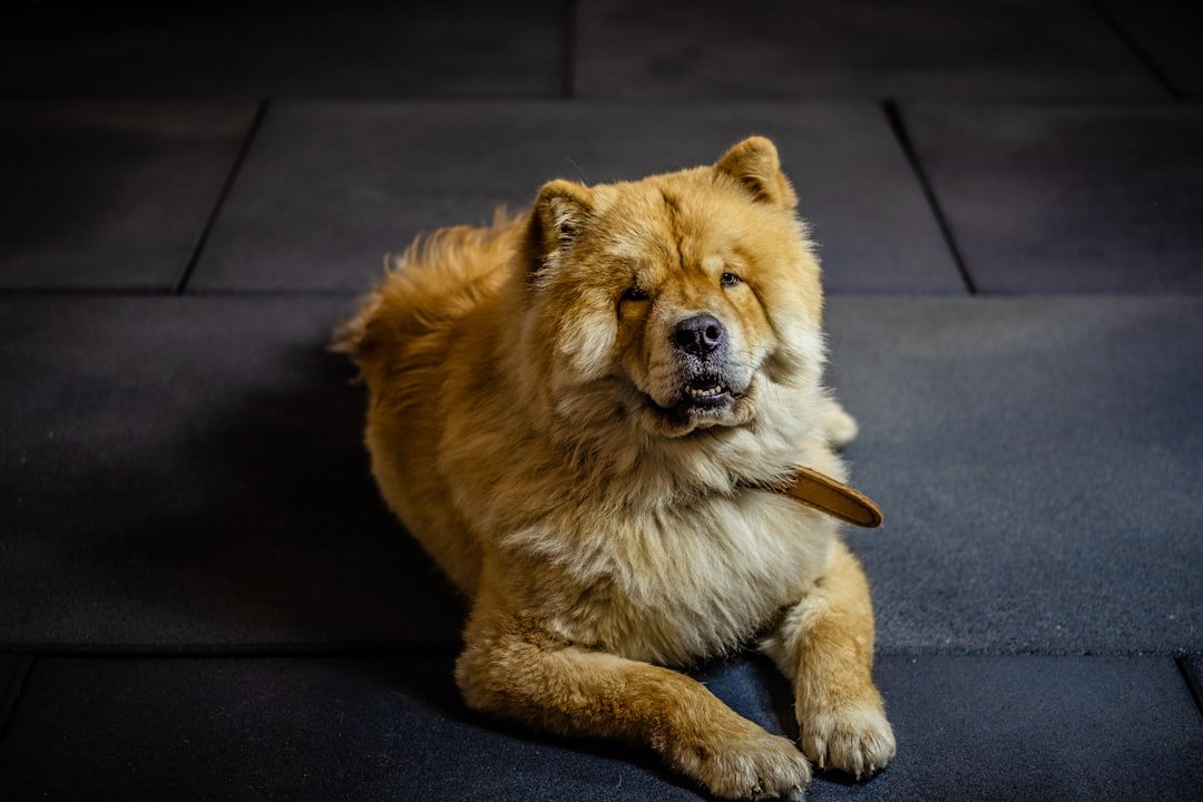 The Loyal Leo Guardian (image credits: unsplash)