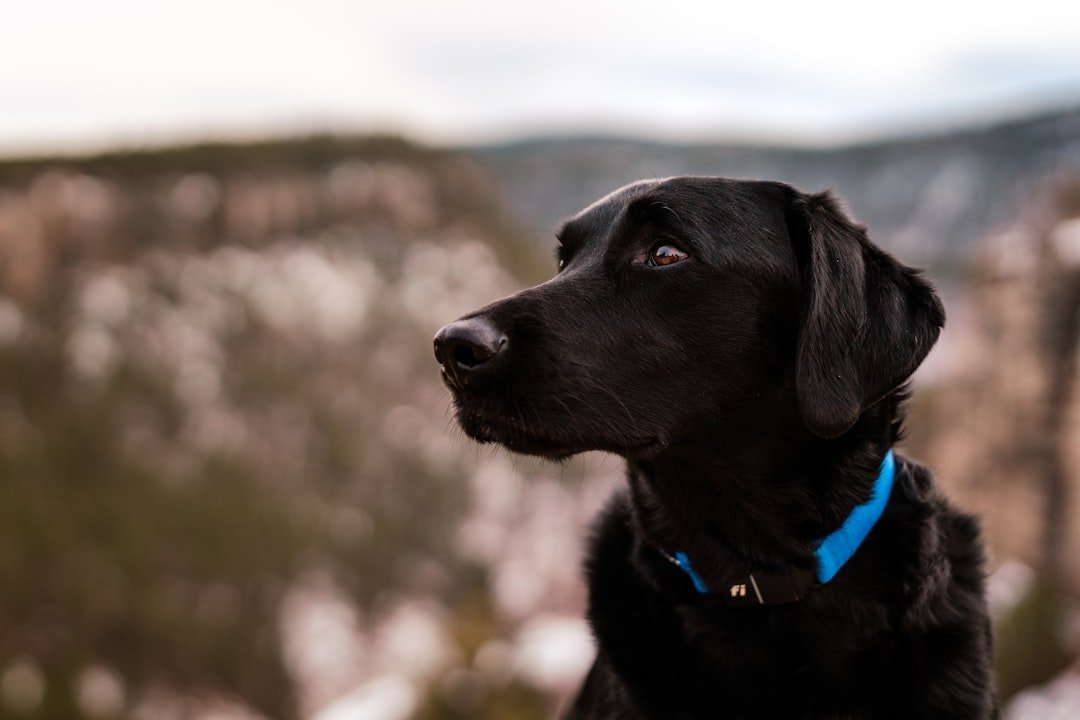The Adventurous Sagittarius Protector (image credits: unsplash)