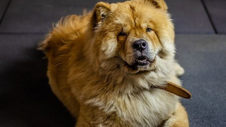 Dogs With These Zodiac Signs Are Your Forever Guardian