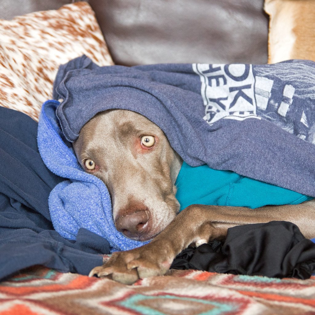 Your Scent Is Their Security Blanket (image credits: flickr)