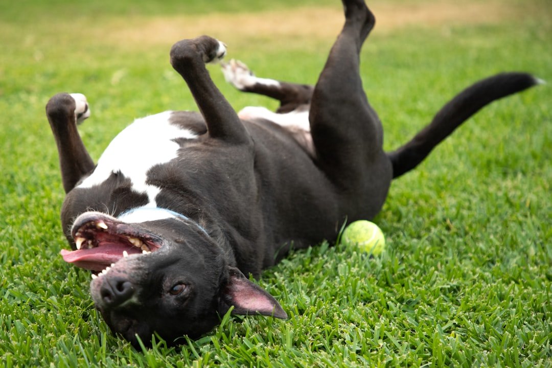 They're Anticipating All the Fun You're About to Have Together (image credits: unsplash)