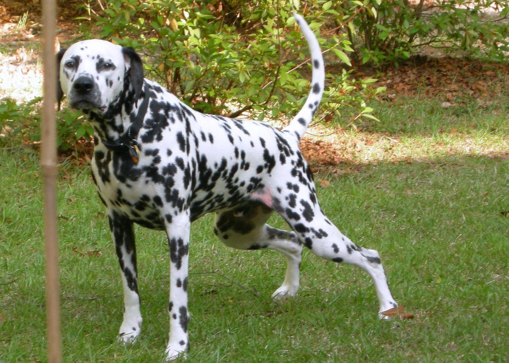 You Might Have Accidentally Trained Them (And That's Beautiful) (image credits: flickr)