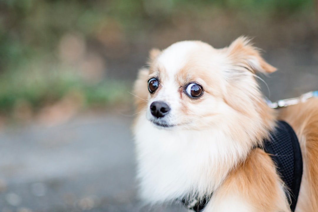 Understanding Your Dog's Emotional Stretching (image credits: unsplash)
