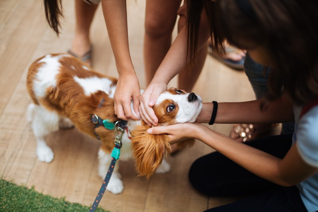 Cavalier King Charles Spaniel: The Ultimate Love Sponge (image credits: unsplash)
