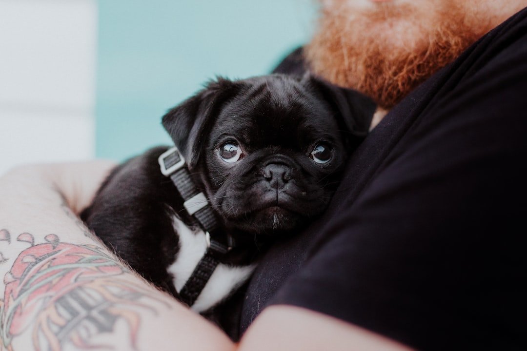Pug: The Clown Who Cuddles (image credits: unsplash)