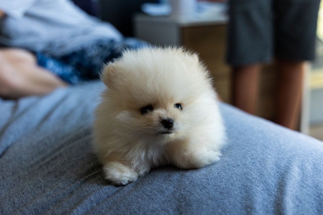 Pomeranian: The Fluffy Velcro Dog (image credits: unsplash)