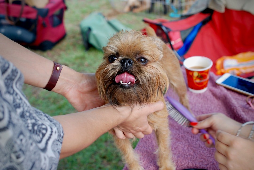 Brussels Griffon: The Human-Like Companion (image credits: unsplash)