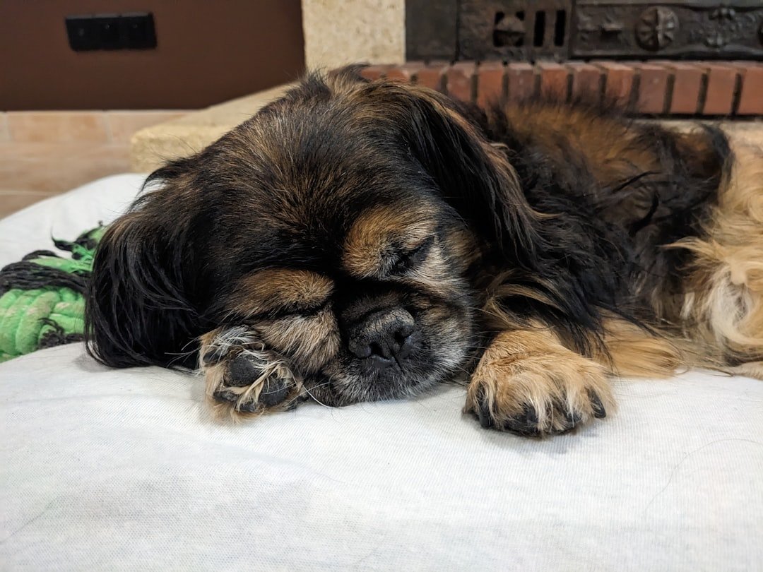 Tibetan Spaniel: The Monastery Comfort Dog (image credits: unsplash)