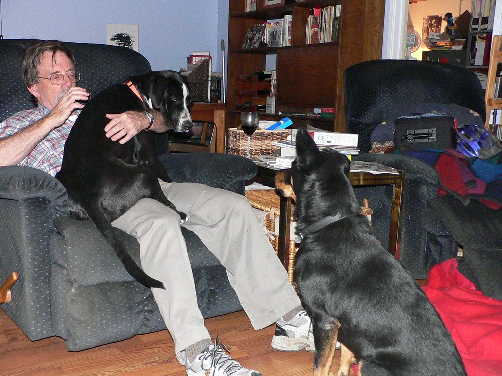 Great Dane: The Gentle Giant Who Thinks It's a Lap Dog (image credits: flickr)