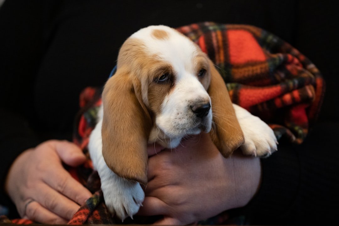 Conclusion: Finding Your Perfect Cuddle Companion (image credits: unsplash)