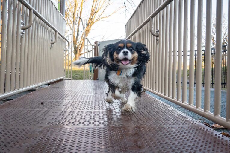 12 Signs Your Dog Would Choose You in Any Lifetime