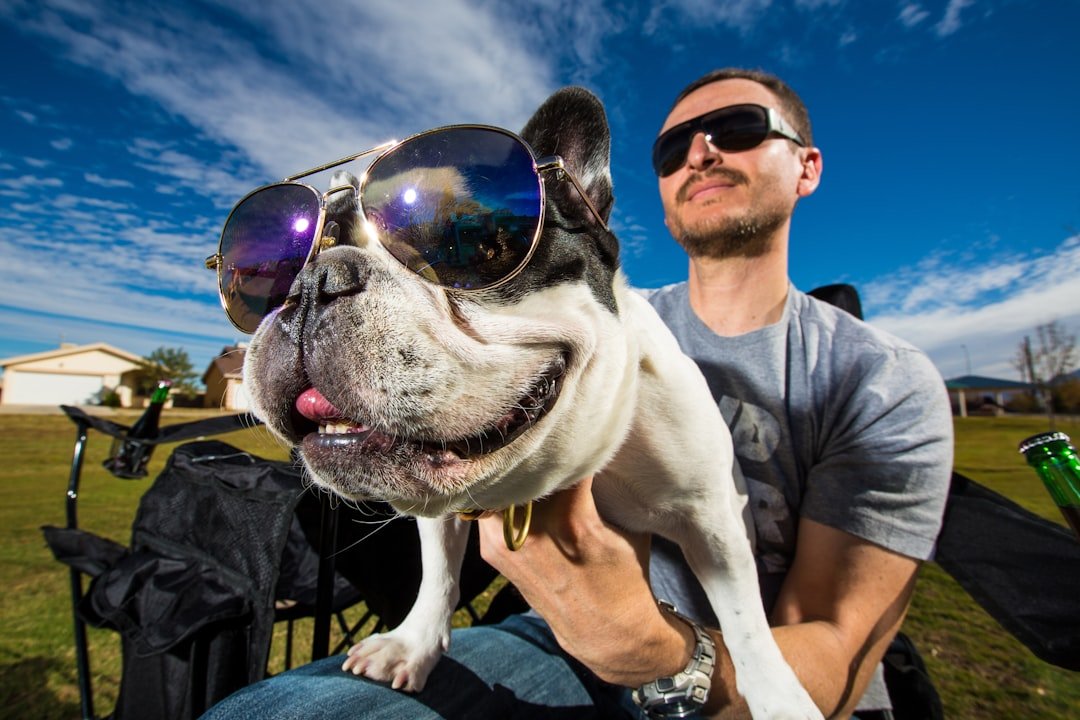 The French Bulldog - The Gremlin Comedian (image credits: unsplash)