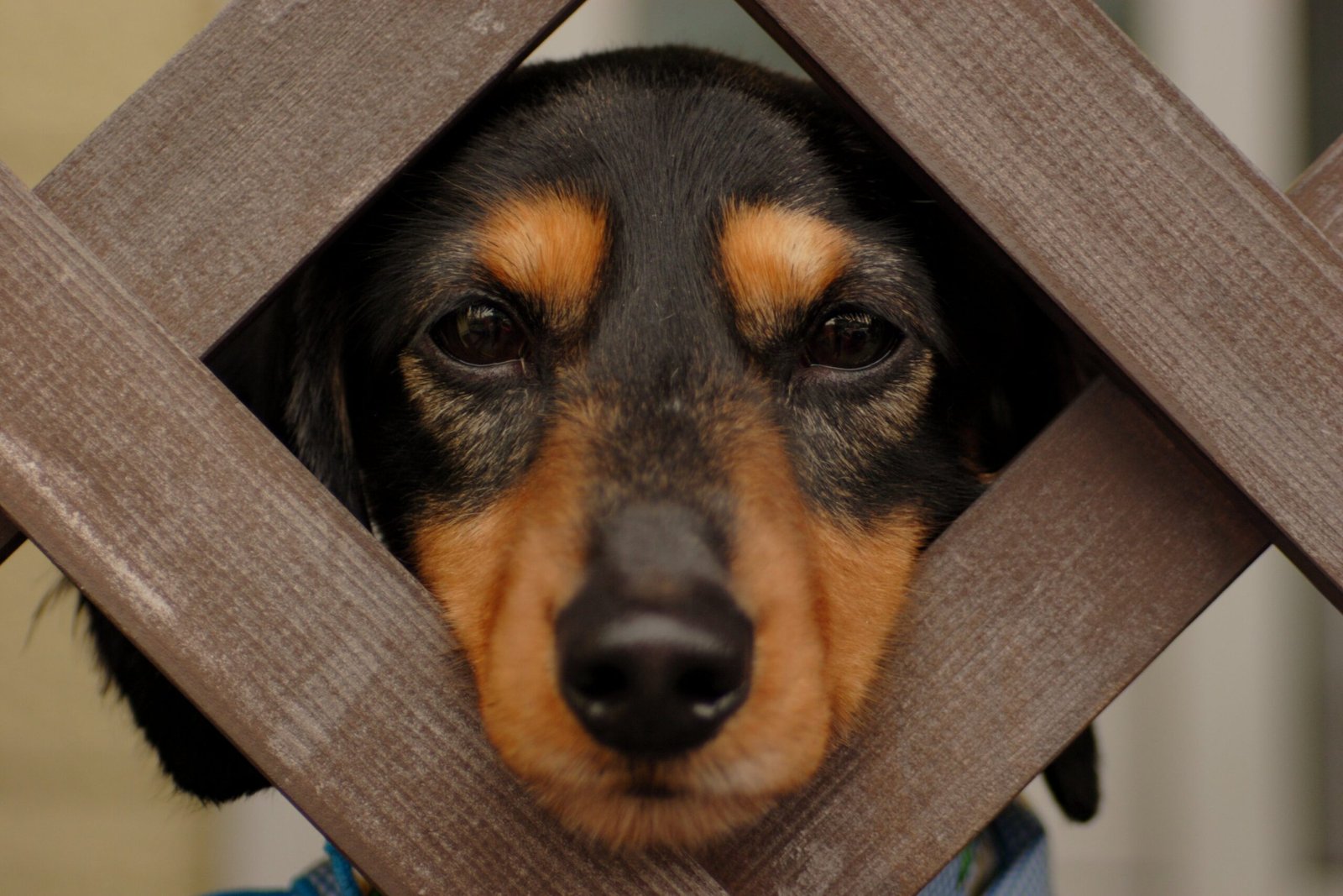 The Dachshund - The Wiener Dog Wobble (image credits: wikimedia)