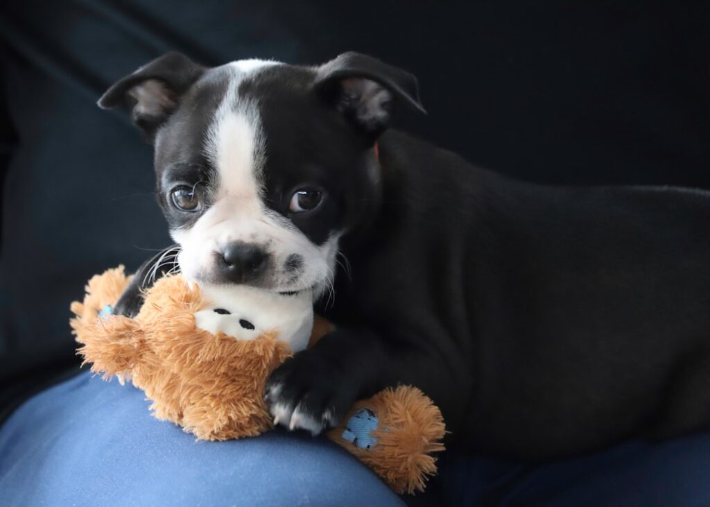 The Boston Terrier - The American Gentleman with a Sense of Humor