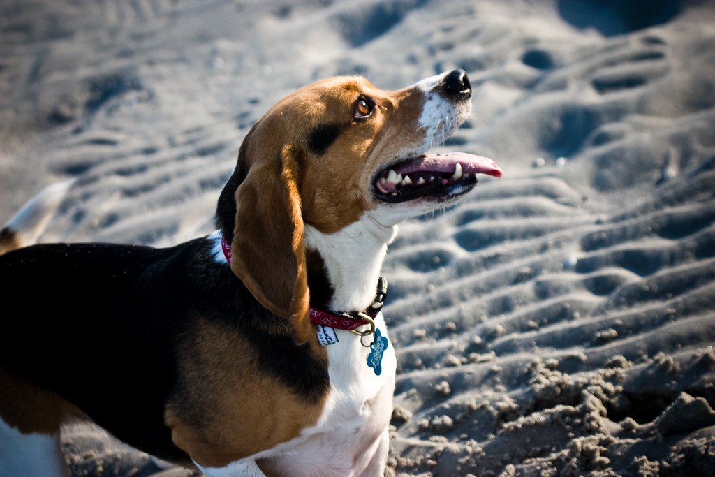 The Beagle - The Howling Comedian (image credits: flickr)