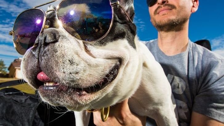 10 Dog Breeds Known for Their Comedic Personalities