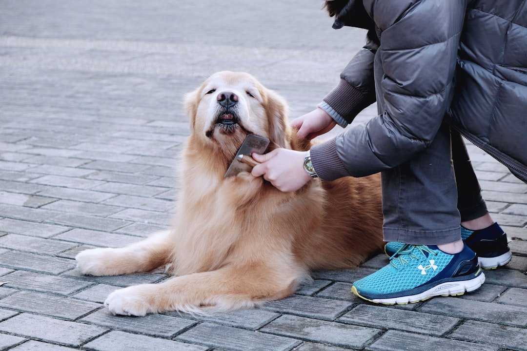 They Allow You to Handle Their Paws and Face (image credits: unsplash)