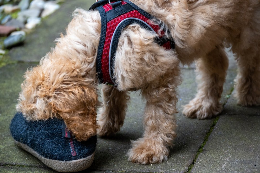 They Steal Your Clothes or Personal Items (image credits: unsplash)