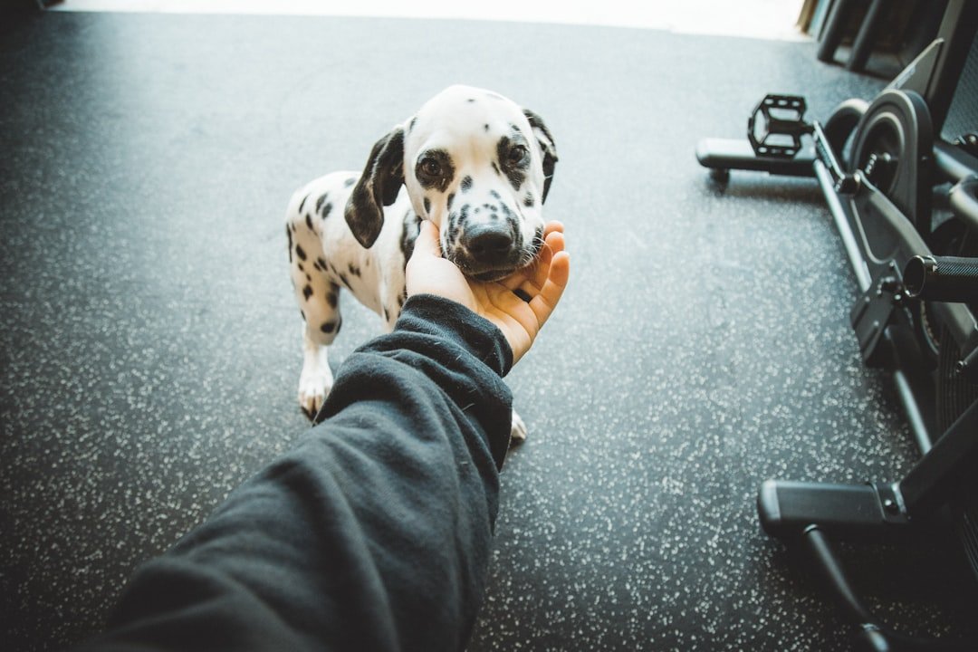 They Follow Your Lead During Training (image credits: unsplash)