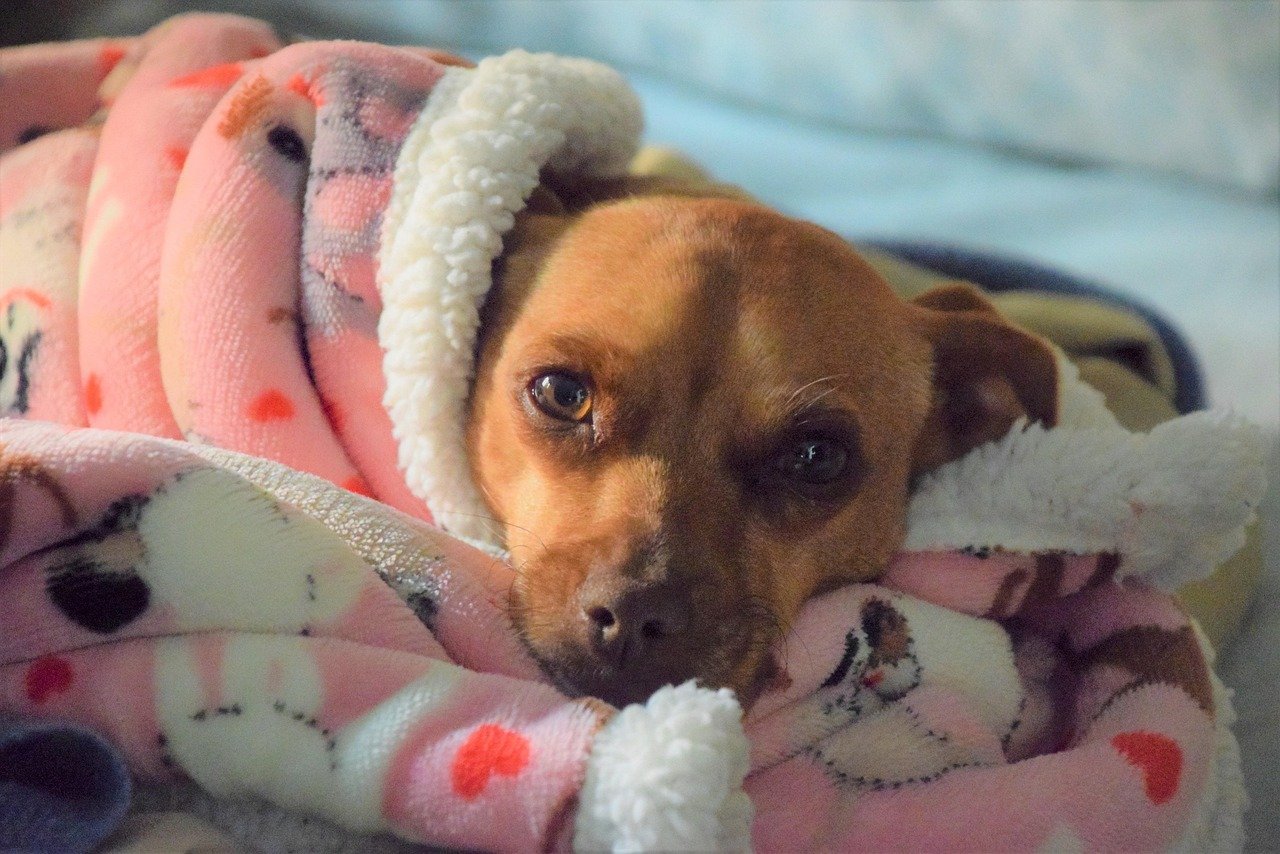 Understanding the Euthanasia Process Makes It Less Frightening (image credits: pixabay)