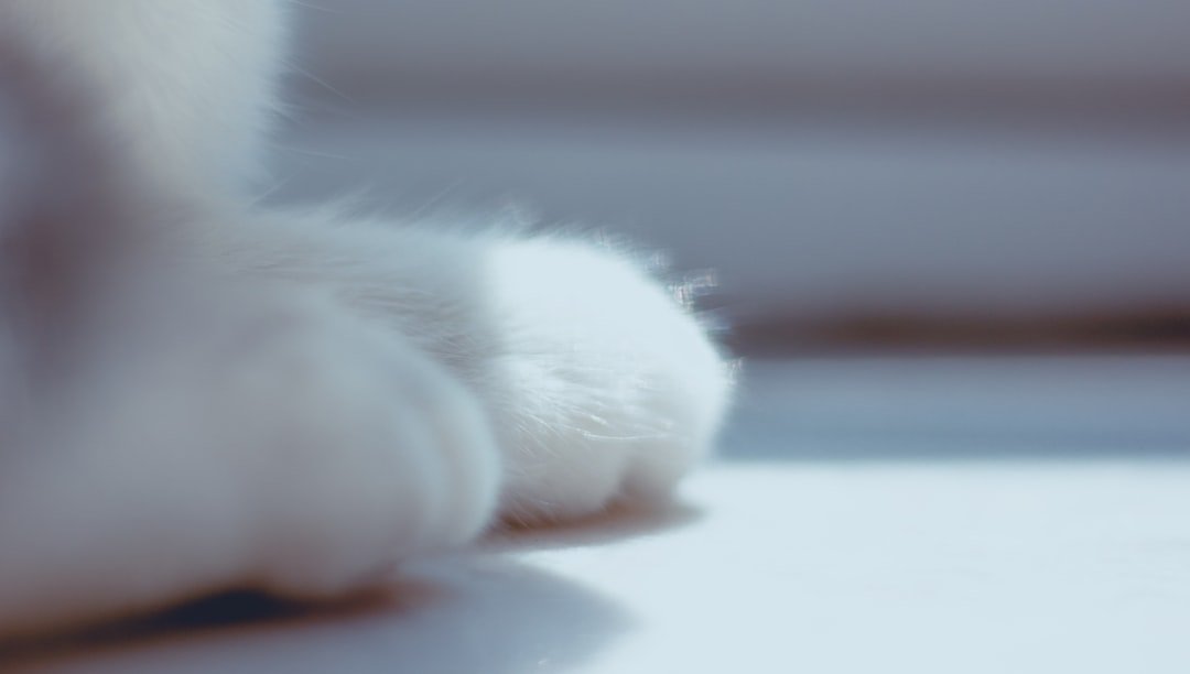 The Science of Phantom Paws (image credits: unsplash)